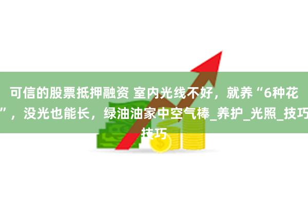 可信的股票抵押融资 室内光线不好，就养“6种花”，没光也能长，绿油油家中空气棒_养护_光照_技巧